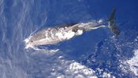 Wal und Delfinen Beobachtung La Gomera