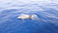 Wal und Delfinen Beobachtung La Gomera