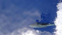 Wal und Delfinen Beobachtung La Gomera