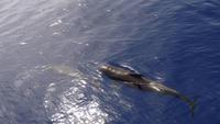 Wal und Delfinen Beobachtung La Gomera