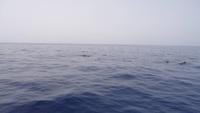 Wal und Delfinen Beobachtung La Gomera