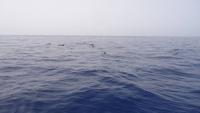Wal und Delfinen Beobachtung La Gomera