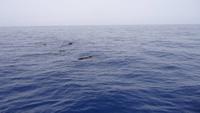 Wal und Delfinen Beobachtung La Gomera