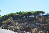 Waldbrand auf Gran Canaria