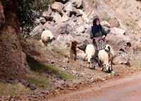 Schafe hüten ist Frauenarbeit