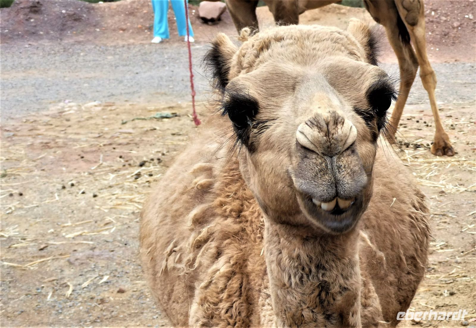 Dromedare im Hohen Atlas für die Familien