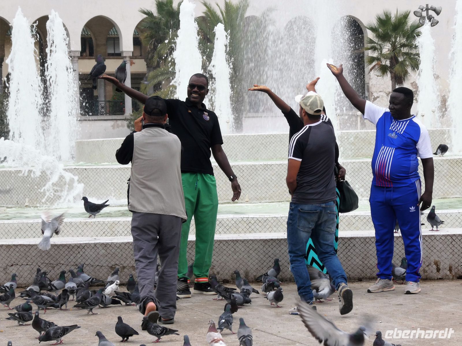 hier ist Tauben füttern schick