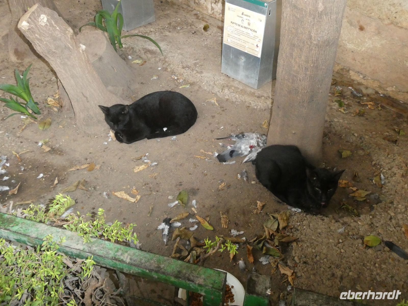 fette Beute im Katzenquartier