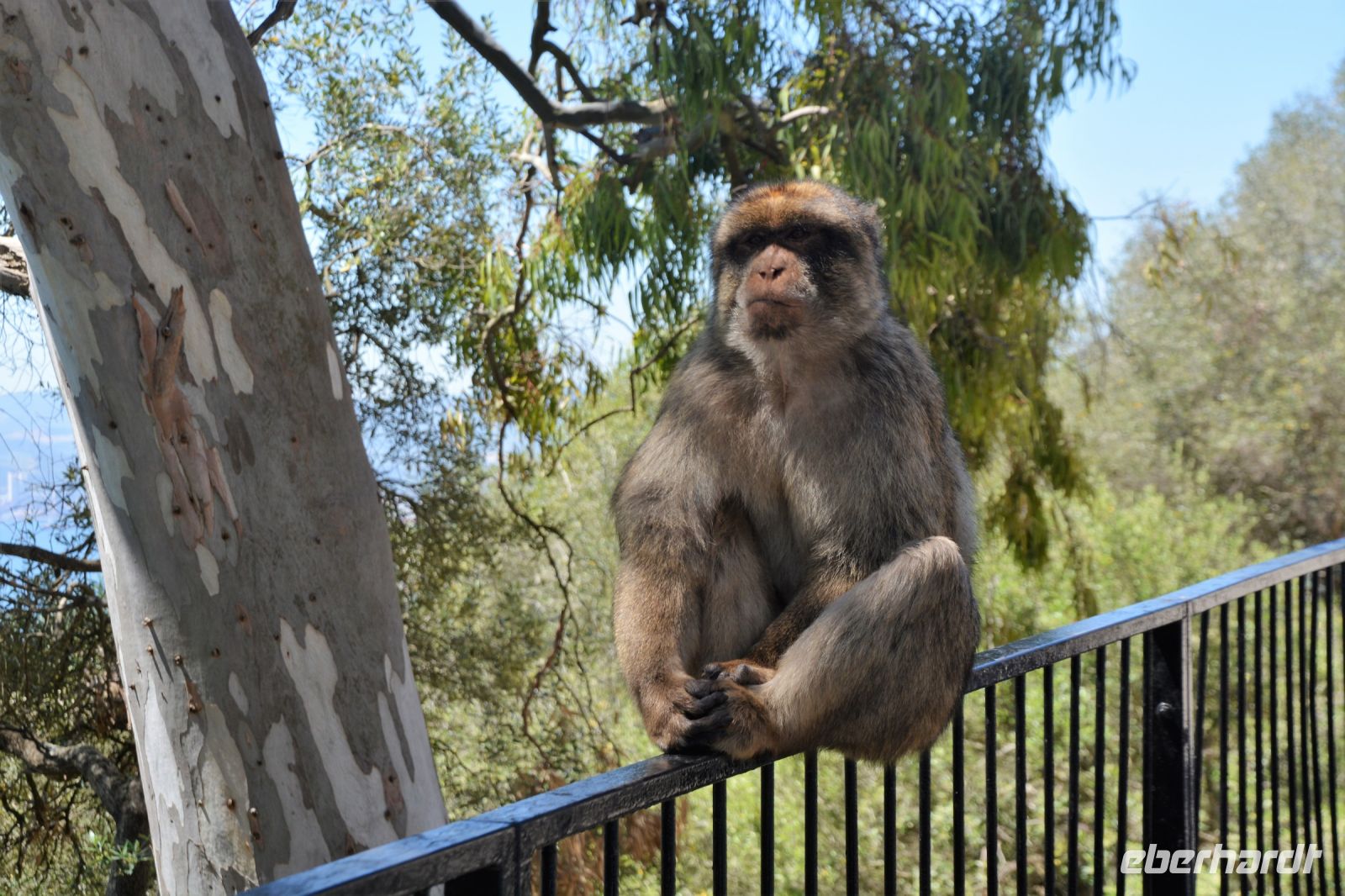 ein Berberaffee in Gibraltar
