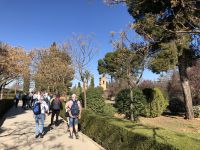 Eberhardt Reisegruppe vor den Judas-Bäumen (Cercis siliquastrum)