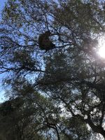 überall Berberaffen