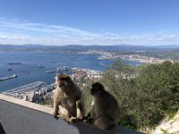 Berberaffen schauen dabei zu