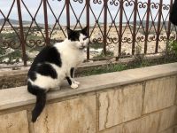 Blick über Fés mit Katze