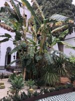 Bananenstauden im Museum Dar Jamaii