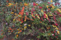 Bunte Blüten nahe der Djemaa el-Fnaa