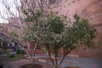 blühende Pommeranze