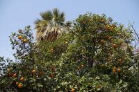 Pommeranzen und Wajituna-Palme 