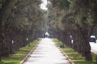 Olivenumsäumter Gehweg zwischen den Fahrspuren 