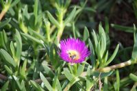 Mittagsblume mit Käfern