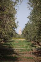 Oliven (hada'iq al-Menara) und Minarett der Kutubiyya 