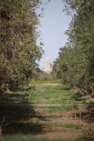 Oliven (hada'iq al-Menara) und Minarett der Kutubiyya