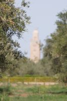 Oliven (hada'iq al-Menara) und Minarett der Kutubiyya