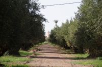 Oliven (hada'iq al-Menara) und Minarett einer kleinen Stadtviertelmoschee