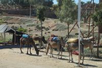 Dromedare warten auf Touristen 