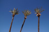 drei Palmen
