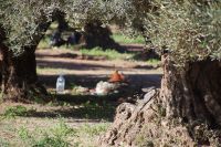 Unter den Bäumen der al-Menara-Gärten wird musiziert und auch gekocht
