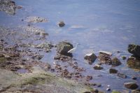 Reiher am Ufer des Atlantiks in Casablanca