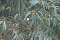 Eukalyptus in verschiedenen Reifestadien 