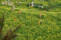 Senf oder Raps überwuchter den Friedhof von Qasbat al-Awdaya