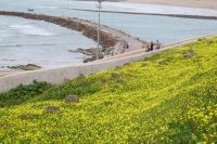 Die Grabsteine des Friedhofs von Qasbat al-Awdaya schauen kaum aus dem Senf oder Raps hervor