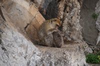 Das Lausen ist eine wichtige soziale Tätigkeit unter den Affen