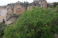 Mandelbaum vor Ronda