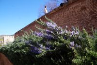 Rosamrinblüte in der Alhambra