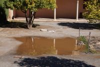 Katzen in der Alhambra
