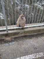 Berbermakake. (kein Käfig, sondern ein Geländer)