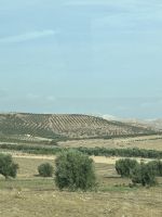 Olivenplantagen - so weit das Auge reicht