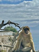 Gibraltar: die Berberaffen