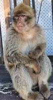Gibraltar Berber Affe