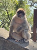 Gibraltar  &ndash; &copy; Francisco Javier Burgos Gutierrez (Eberhardt TRAVEL)