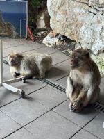 Gibraltar  &ndash; &copy; Francisco Javier Burgos Gutierrez (Eberhardt TRAVEL)