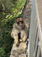 Gibraltar  &ndash; &copy; Francisco Javier Burgos Gutierrez (Eberhardt TRAVEL)