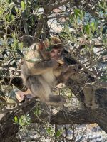 Gibraltar  &ndash; &copy; Francisco Javier Burgos Gutierrez (Eberhardt TRAVEL)