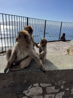 Gibraltar  &ndash; &copy; Francisco Javier Burgos Gutierrez (Eberhardt TRAVEL)