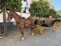 Sevilla  &ndash; &copy; Francisco Javier Burgos Gutierrez (Eberhardt TRAVEL)
