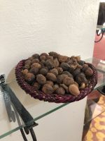 Argan-Oelfrüchte