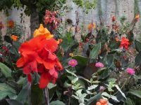 Blumen überall